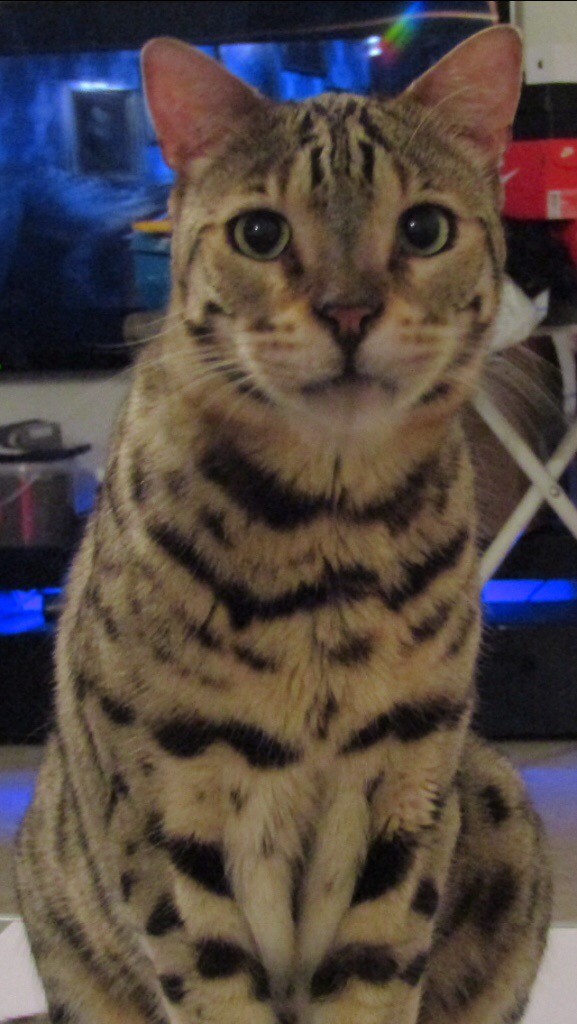 petsmart double leash